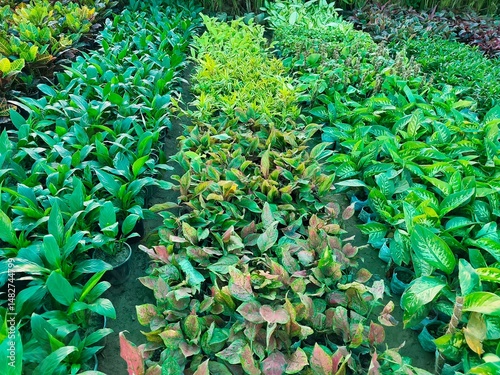 Green plants in the nursery