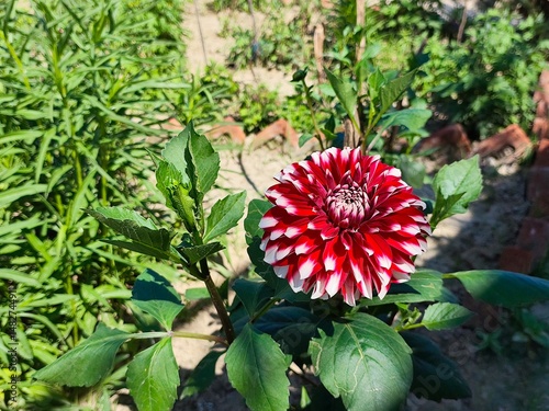 Red and white dhalia flower
