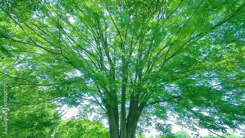 緑の木