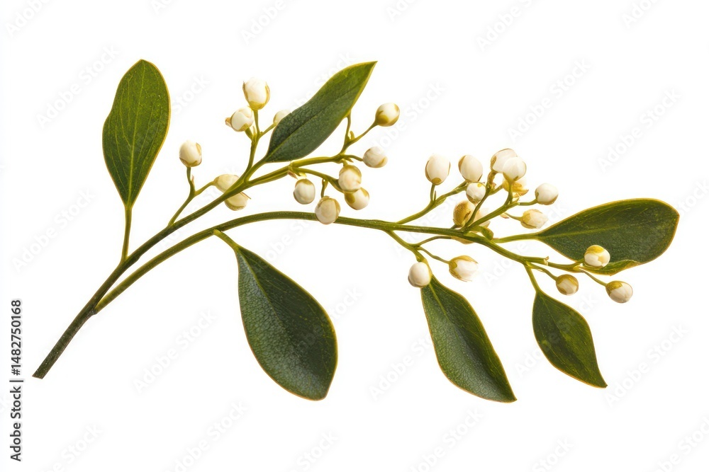 Delicate mistletoe branch paired with flowers, perfect for creating cheerful holiday-inspired floral designs or decor.
