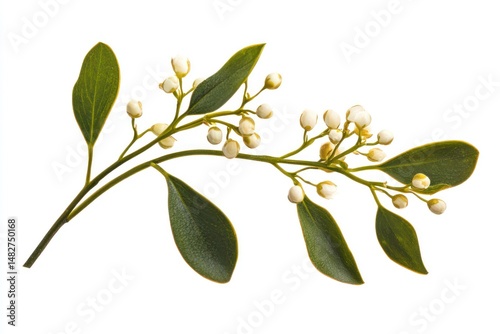 Delicate mistletoe branch paired with flowers, perfect for creating cheerful holiday-inspired floral designs or decor.