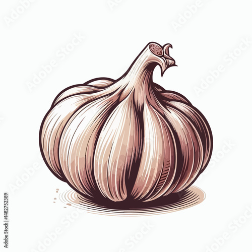 white background garlic illustration 