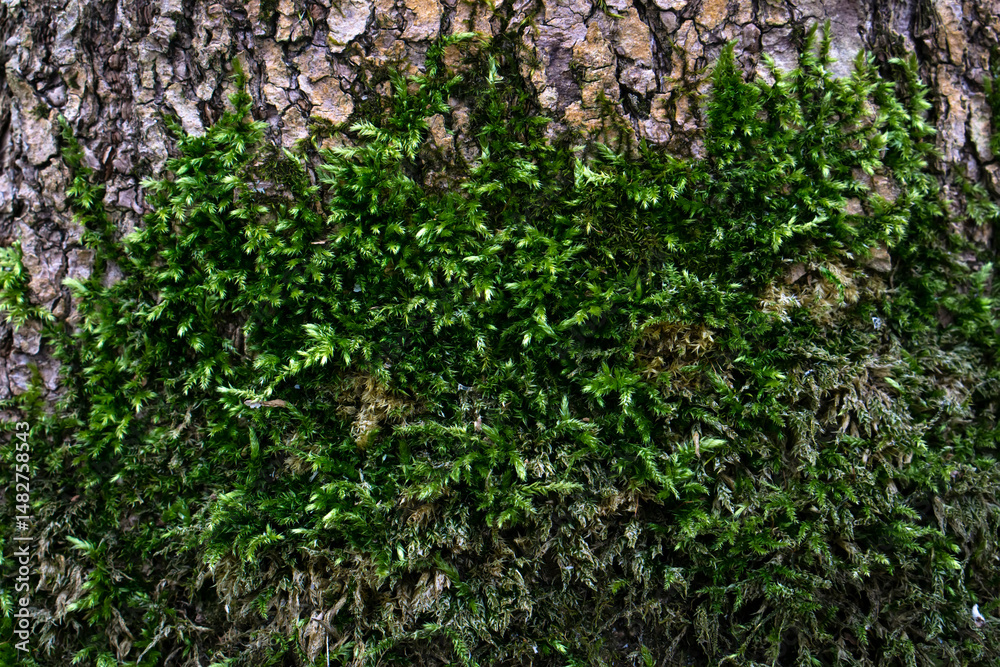 green moss on the wall green moss on the wall