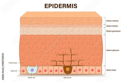 Structure of epidermis vector. Epidermis layers. Cross section of the epidermis. Human skin anatomy. Layers of a human skin. Media for educational and medical use.