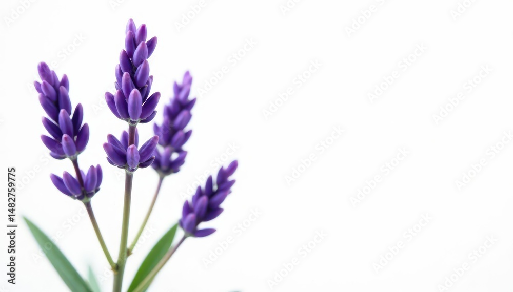 Naklejka premium Delicate purple lavender blossoms, isolated on pure white , flowers, fragrance