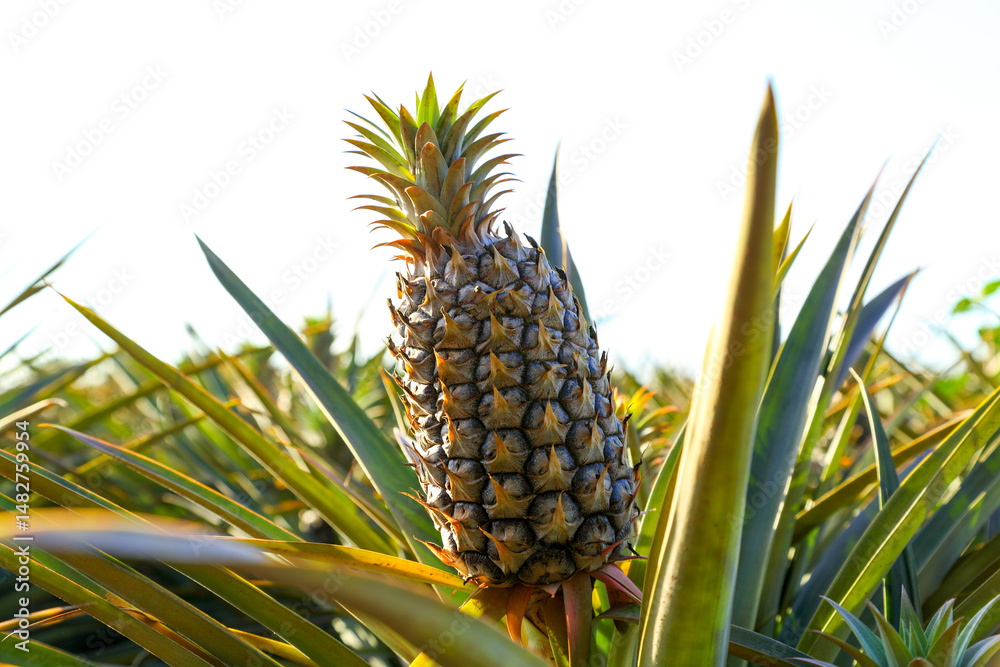 Sweet, juicy pineapples growing on the Sunshine Coast, QLD. Sweet, juicy pineapples growing on the Sunshine Coast, QLD.