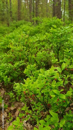 Closeup blooming bushes of wild berry - Common bilberry or Vaccinium myrtillus with fresh green leaves and small flowers sway in wind in spring forest. Springtime natural background, vertical shot.