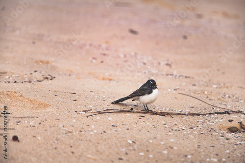 Willie wagtail bird sitting on a sandy beach