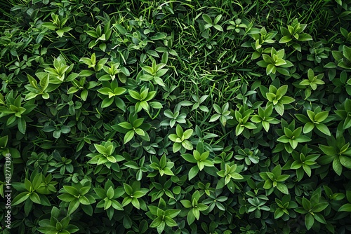 Green grass texture background, top view