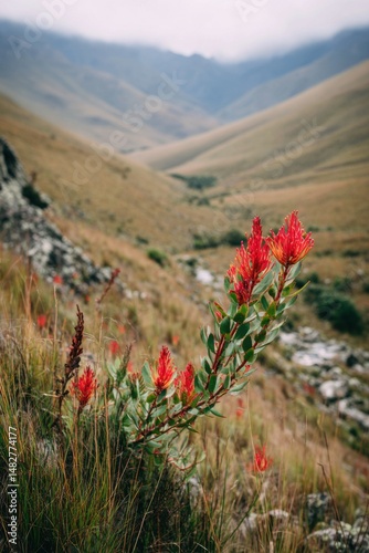 Protea Flowers Blooming on Mountain Slope in Dullstroom South Africa Landscape Close Up Vertical photo