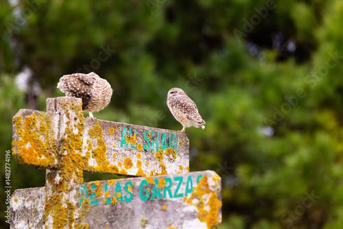 Perched on a sign blanketed in moss, a pair of burrowing owls keep a careful eye on their surroundings