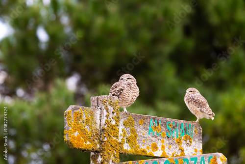 A pair of tiny burrowing owls watch attentively from a moss-covered sign
