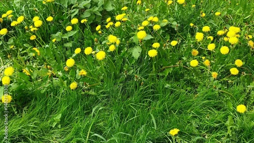 Close-up of lush blooming dandelions or Taraxacum with yellow flowers growth among fresh green grass on city lawn sway in wind at sunny spring day. Beautiful springtime natural background.