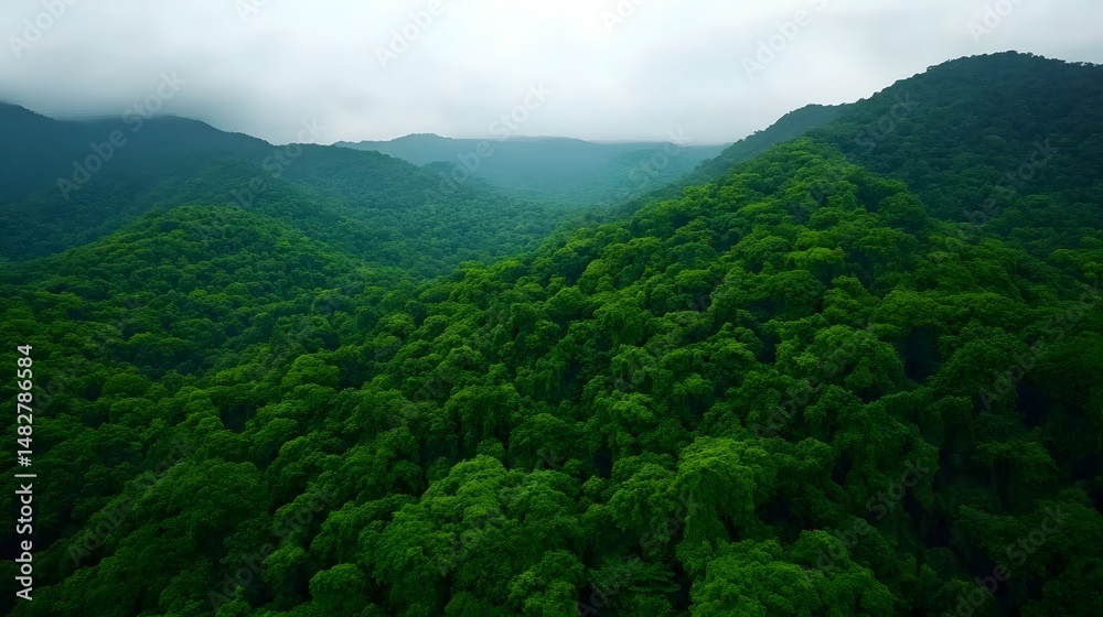 Fototapeta premium Aerial view of lush green forest canopy