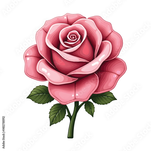 Pink rose isolated on white background