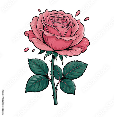 Pink rose on white background