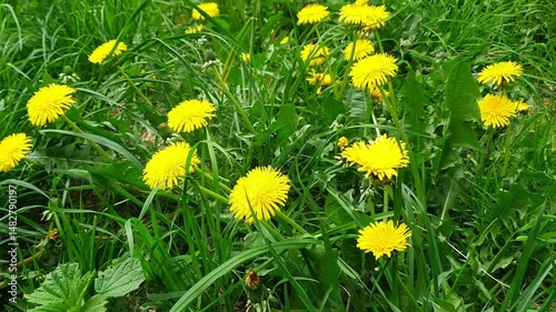 Close-up of lush blooming dandelions or Taraxacum with yellow flowers growth among fresh green grass on city lawn at sunny spring day. Beautiful springtime natural background, soft focus.