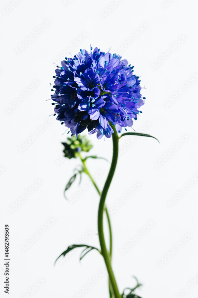 Fototapeta premium ジリア