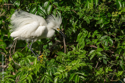 A snowy egret perched on a tree branch