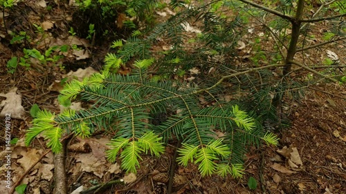 Close up coniferous tree branch of Nordmann fir or Abies sibirica with new fresh green needles in spring forest at windy day. Beautiful springtime natural background, shallow focus.