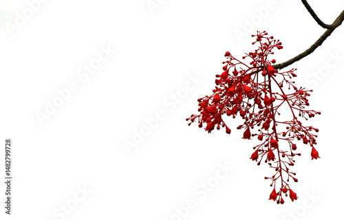 Australian flame tree with blossom red flowers beautiful on isolated background