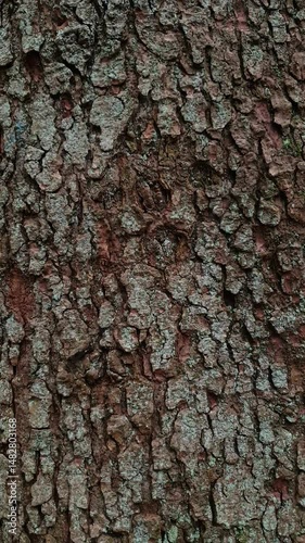Close up of old rough pine tree bark with turquoise green moss on its surface in coniferous forest at spring day. Unique natural texture or nature wooden pattern background, vertical shot.