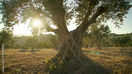 Orbit Shot Ancient Olive Tree in Sunny Mediterranean Grove Idyllic Landscape