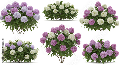 Assorted Hydrangea Bushes Displaying Pink White and Lavender Blooms with Lush Green Leaves in Botanical Arrangement
