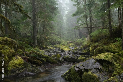 Misty Rainforest Pathway with Moss - Covered Rocks and Tall Trees