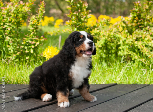 Cuadro en lienzo A cute Zinnenhund puppy sits on a grass background in the park
