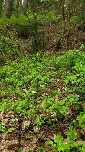 Springtime woodland scene with bumblebee collect pollen from flowering shrubs of wild berry - Common bilberry or Blueberry with fresh green leaves and small flowers in spring forest at windy day