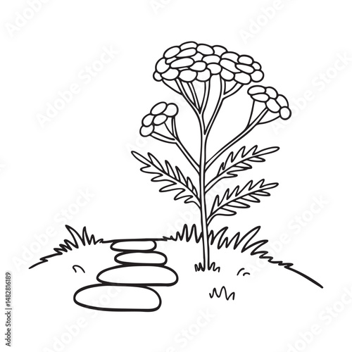 A tansy blooming near a stone path in a backyard