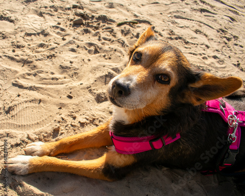 Hundemischling liegt im Sand und schaut in die Kamera photo