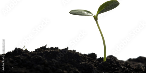 Sprouting Seedling: New Life Emerging