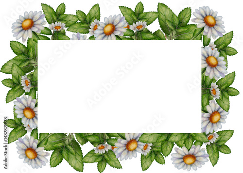 Fototapeta Naklejka Na Ścianę i Meble -  Chamomile flowers and mint leaves, watercolor floral frame illustration. Decorative herbal border in a natural style, perfect for tea packaging, invitations, and eco designs.