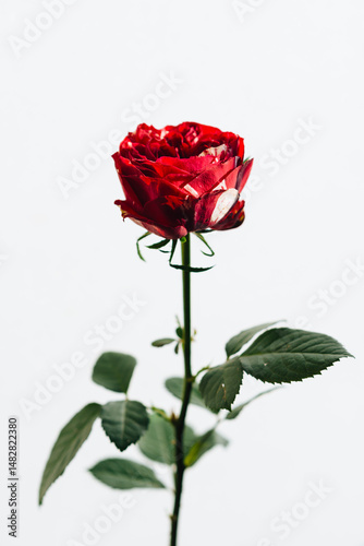 バラ  Rose