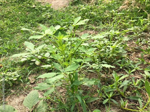 Green Kenaf Plants Growing in Soil