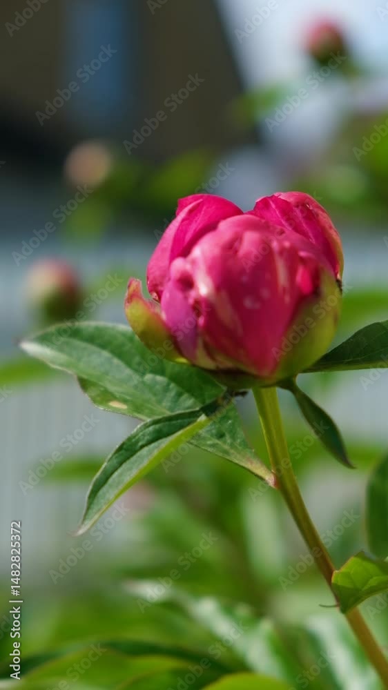 Camera movement from leaves up to flower bud coming out of defocus. A beautiful flower waving in the wind. Nature floral background. Floral vertical video of flowers. Camera movement from leaves up to flower bud coming out of defocus. A beautiful flower waving in the wind. Nature floral background. Floral vertical video of flowers.