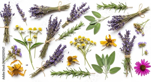 Aromatic Medicinal Herbs Collection on White Background