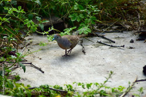turtledove on the ground
