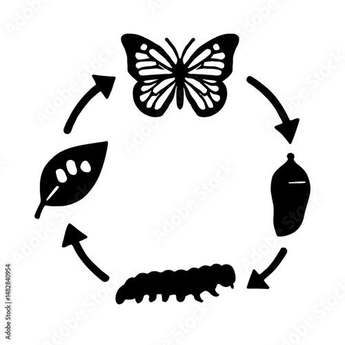 Butterfly Life Cycle Illustration.eps