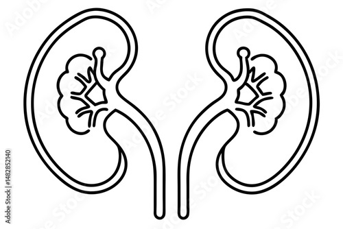 kidneys silhouette line art vector illustration with a white background