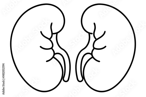 kidneys silhouette line art vector illustration with a white background