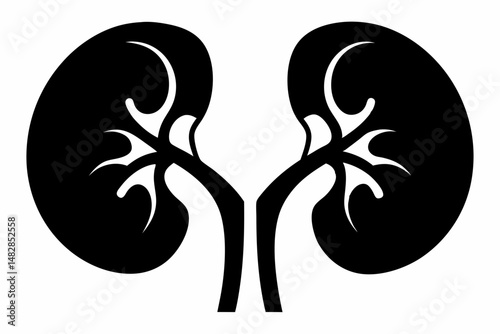kidneys silhouette line art vector illustration with a white background