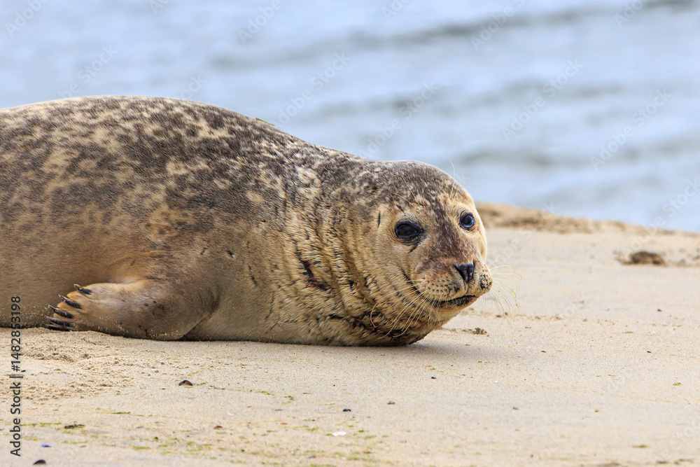 Fototapeta premium Seal at the beach at Brouwersdam