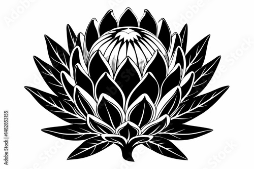 king protea flower silhouette line art vector illustration with a white background