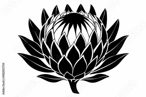 king protea flower silhouette line art vector illustration with a white background