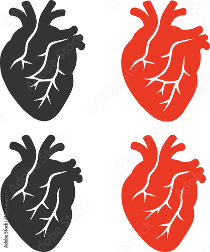 Human Heart Anatomy Illustration

