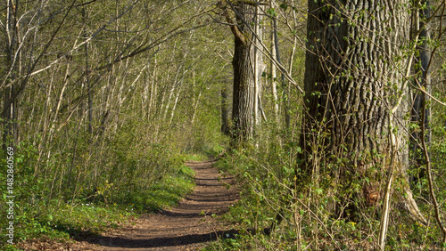 A winding trail cuts through an overgrown forest, flanked by towering ancient oaks. The lush greenery of the flourishing spring landscape is bathed in warm sunlight, inviting exploration.