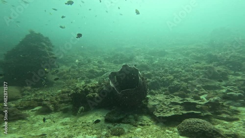 Underwater footage in Indonesia